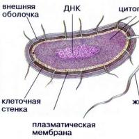 Бактерии, грибы, водоросли и простейшие животные имеют много общего, что является еще одним доказательством эволюции Общая характеристика грибов и их значение в природе